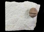 Lochovella (Reedops) Trilobite - Oklahoma #68636-1